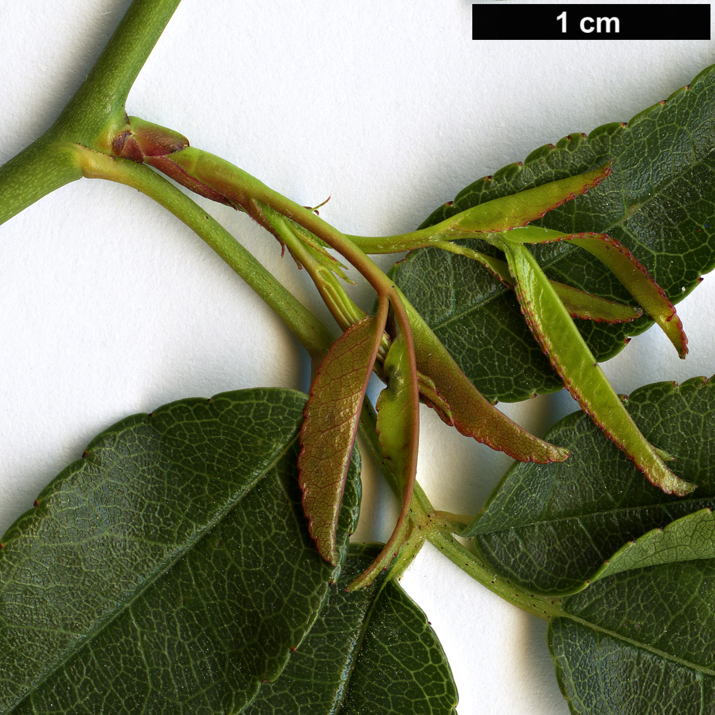 High resolution image: Family: Rosaceae - Genus: Rosa - Taxon: banksiae - SpeciesSub: var. normalis